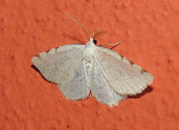 Stegania trimaculata Geometridae